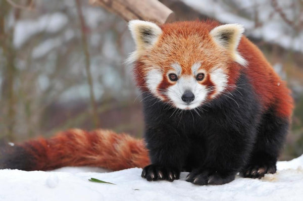 Red Panda